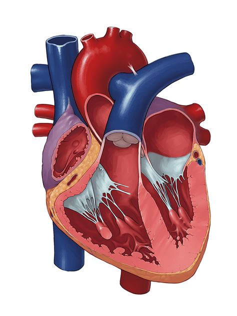 Heart Anatomy Drawing, Human Heart Diagram, Heart Structure, Human Heart Anatomy, Heart Organ, Heart Diagram, Sistem Saraf, Medical Stickers, Basic Anatomy And Physiology