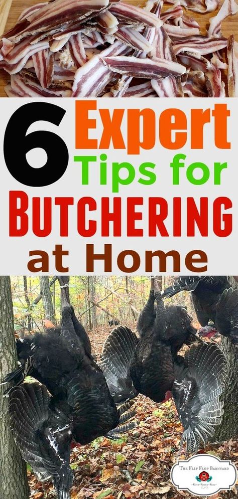 Raising Turkeys, Homesteading Animals, Homestead Animals, Raising Farm Animals, Meat Processing, Homestead Farm, Future Farms, Homestead Ideas, Homesteading Skills