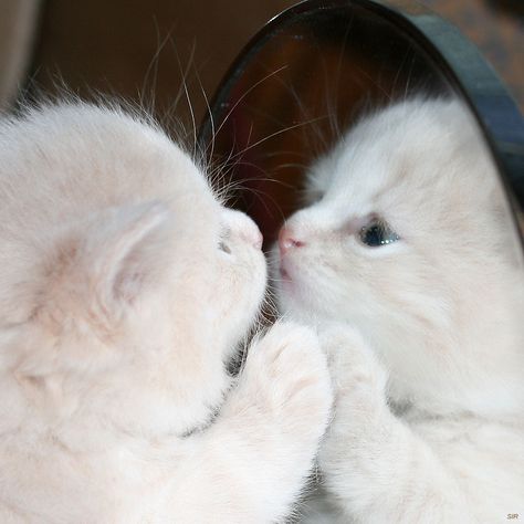 Mirror, mirror, on the wall... White Kittens, Kittens Playing, Baby Kittens, White Cats, Cute Cats And Kittens, A Mirror, Beautiful Cat, Pretty Cats, Beautiful Cats