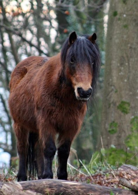 Dartmoor Pony, Exmoor Pony, Stunning Horses, Horsey Life, Amazing Horses, Horse Collection, Brown Betty, Riding School, Miniature Horses