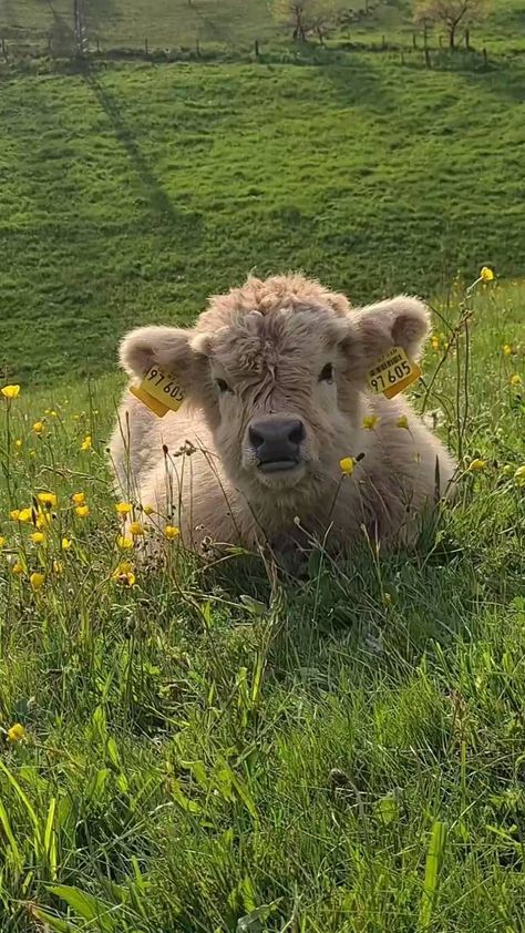 Mini Cows Fluffy, Fluffy Cow, Pet Cows, Mini Cows, Baby Highland Cow, Cutee Animals, Baby Farm Animals, Fluffy Cows