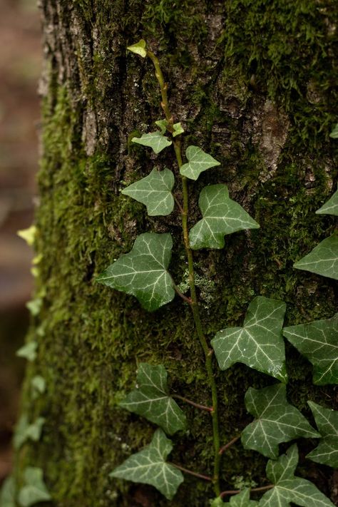 Botanical Garden Aesthetic, Ivy Aesthetic, Ivy Tree, Poison Ivy Plants, Ivy Tattoo, Ivy Flower, Ivy Vine, English Ivy, Only Aesthetic