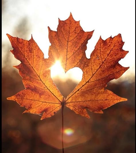 Happy Alone, Fall Foliage