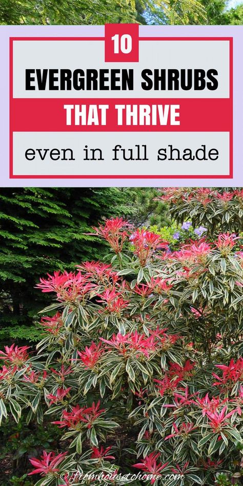 If you want your yard to look good all year round, these evergreen shrubs for shade are the best bushes to plant in your garden. Some have gorgeous flowers and others have interesting foliage. Either way, they'll make your yard look beautiful even in the winter. #fromhousetohome #evergreen #shrubs #gardening Beautiful Shade Gardens, Landscape Ideas For Sloped Front Yard, Plants That Look Good Year Round, Shade Evergreens, Year Round Landscaping, Full Shade Shrubs, Evergreen Shrubs For Shade, Evergreen Bushes, Shrubs For Shade