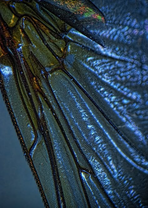 Insect Wings, Dragonfly Wings, Wow Art, Patterns In Nature, The Wings, Butterfly Wings, Blue Aesthetic, Dragonflies, Macro Photography