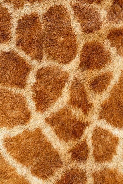 Every giraffe has a different set of patterns in their skin, like a fingerprint Giraffe Skin Pattern, Natural Forms Animals, Animals Close Up, Natural Texture Inspiration, Animal Fur Patterns, Girrafe Print, Brown In Nature, Animal Fur Texture, Textures In Nature