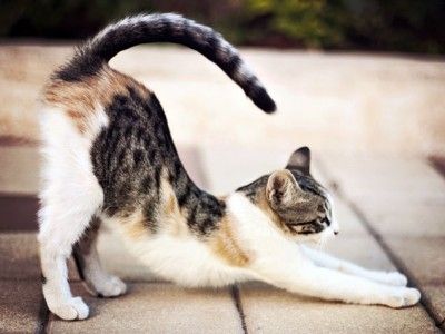 A Slacker's Guide To Stretching Your Creativity Cat Reference Photo, Cats Stretching, Stretching Cat, Cat Stretching, Cat Anatomy, Frida Art, Stray Cats, Cat Reference, Muscles In Your Body