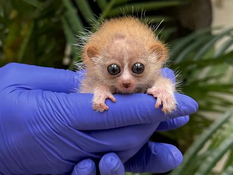 Adorable but Deadly Fluff Balls, Better Known as Pygmy Slow Lorises, Born at the Smithsonian's National Zoo | Smart News| Smithsonian Magazine Pygmy Slow Loris, Slow Loris, Conservation Biology, Tree Dress, Evergreen Forest, Wonderful Nature, In The Zoo, Nocturnal Animals, Animal Science