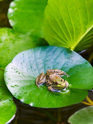 Diy Container Pond, Frogs On Lily Pads, Frog On Lily Pad, Container Pond, Pond Animals, Wildlife Pond, Diy Container, Caddis Flies, Nature Witch