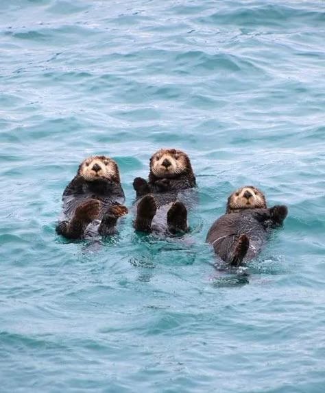 Otter Animal, Alaska Nature, Baby Sea Otters, Cute Otters, Baby Otter, Otters Cute, Glacier Bay National Park, Baby Otters, Monterey Bay Aquarium