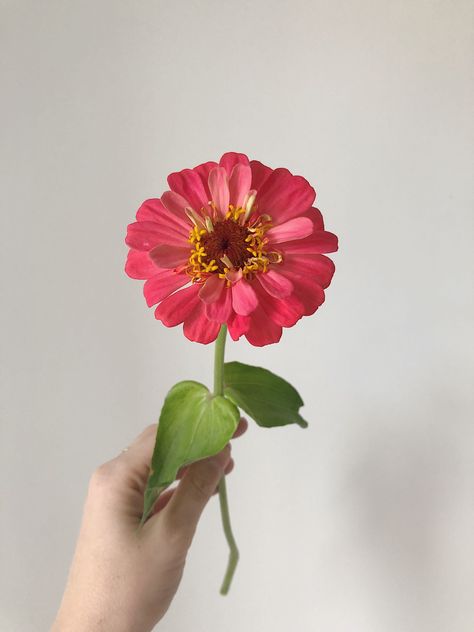 Flowers Individual, Single Flower Aesthetic, Individual Flowers, Zinnia Flower, Single Flowers, Pink Wild Flowers, Pink Wildflowers, Flower Reference, Zinnia Tattoo