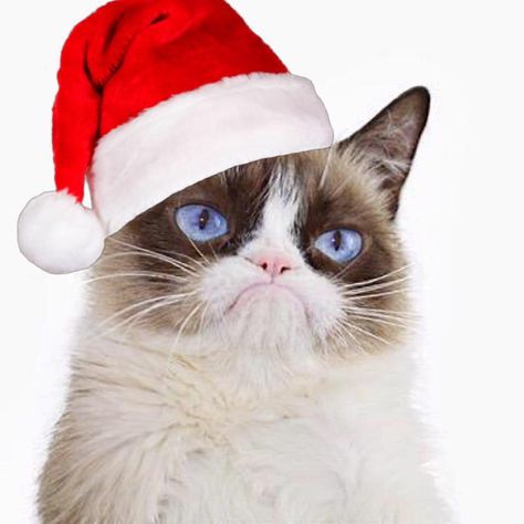 https://www.facebook.com/TheOfficialGrumpyCat/photos/a.435475966488146/1190351377667264/?type=1 Grumpy Cat Images, Grumpy Cat Christmas, Grumpy Cat Memes, Cat Rules, Funny Kitties, Funniest Cat, F2 Savannah Cat, Cat Whisperer, Cat Reference