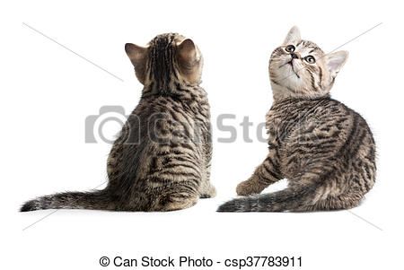 photography of the back side of a cat - Yahoo Image Search Results Cat Sitting Back View, Sitting Back View, Cat Back View, Kitten Illustration, Two Kittens, Free Cats, Back View, Crochet Design, Cat Sitting