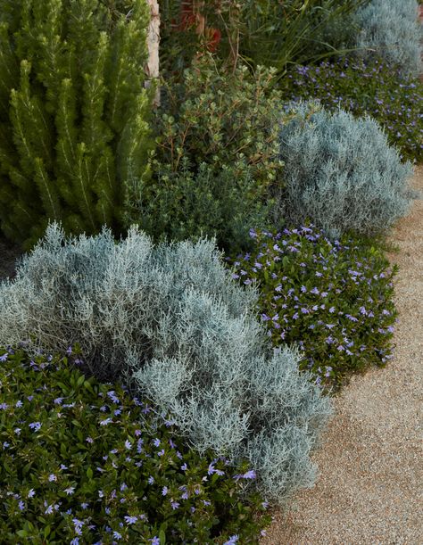 A Sensitively Built Coastal Garden, Designed To Look ‘Untouched’ Coastal Front Yard Landscaping, Beach House Garden, Australian Garden Design, Naturalistic Garden, Coastal Landscaping, Coastal Garden, Australian Native Garden, Paul Poiret, Seaside Garden