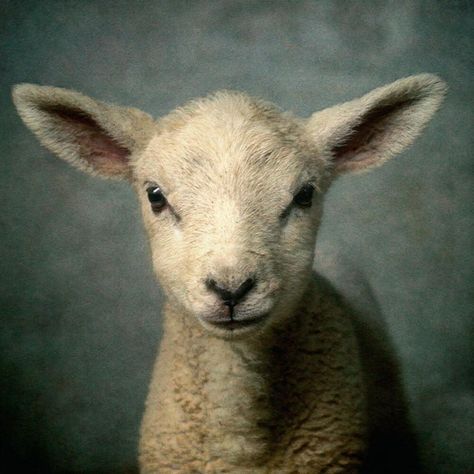 Lamb Pictures, Playlist 2023, Elevation Worship, Regnul Animal, Sheep Art, Keep Walking, Sheep And Lamb, Gospel Songs, Baby Faces