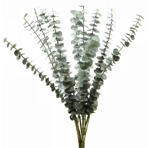 Line foliage Spiral Eucalyptus, Lisianthus Flowers, Candle Logo, Flower Identification, Flower Guide, Fresh Flower Delivery, Fall Color Palette, Flower Names, Wholesale Flowers