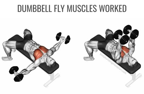 Dumbbell Fly Muscles Worked Image Dumbell Fly, Flat Dumbbell Fly, Pec Workouts, Chest And Shoulder Workout, Dumbbell Chest Workout, Chest Training, Chest Workout Routine, Dumbbell Fly, Dumbbell Shoulder