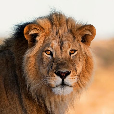 A majestic male lion looking directly into the camera with the setting sun. Panthera Leo, Lions Gate, Male Lion, Thick Skin, The Setting Sun, Lion Art, Setting Sun, Grizzly Bear, Guided Meditation