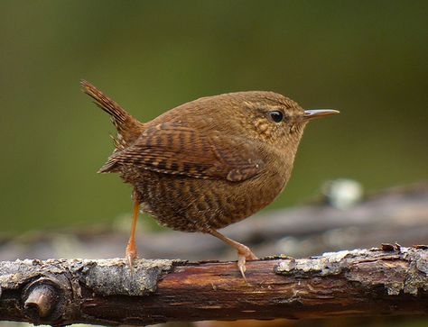 Winter Wren (Troglodytes hiemalis) (in the fog.) Winter Wren, Brown Birds, Jenny Wren, Fat Bird, North American Birds, Nuthatches, Fairy Wren, American Birds, Learning Art