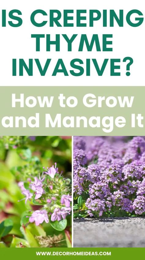 Is creeping thyme invasive? Blue Creeping Thyme, Creeping Thyme Between Pavers, Low Light Plants Outdoor, Midcentury Landscaping, Thyme Lawn, Red Creeping Thyme, Wooly Thyme, Growing Thyme, Creeping Thyme