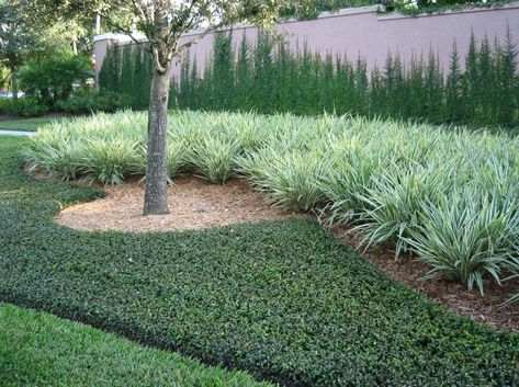 Liriope muscari 'Monroe's White' Lilyturf - easy grower in shade to part sun Jasmine Ground Cover, Asiatic Jasmine, Asian Jasmine, Jasmine Vine, Jasmine Plant, Front Landscaping, Garden Shrubs, Ground Cover Plants, Ornamental Grasses