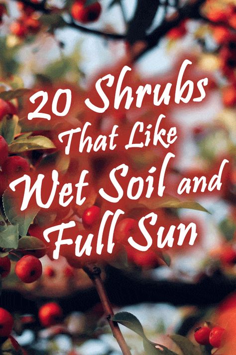 20 Shrubs That Like Wet Soil And Full Sun - Garden Tabs Wet Lawn Solutions, Water Loving Shrubs, Landscaping For Wet Areas Backyards, Plants For Wet Soil, Wet Soil Plants Perennials, Trees That Like Wet Soil, Plants That Like Wet Soil, Plants For Wet Areas Backyards, Wet Soil Plants