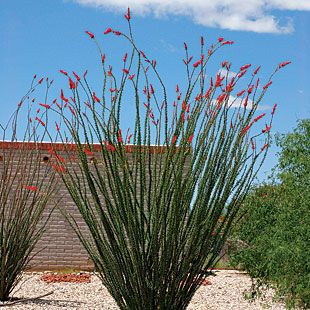 Stucco Fence, Ocotillo Cactus, Ocotillo Plant, Low Maintenance Landscaping Front Yard, Arizona Gardening, Succulent Landscape Design, Arizona Landscape, Rock Garden Plants, Succulent Landscaping