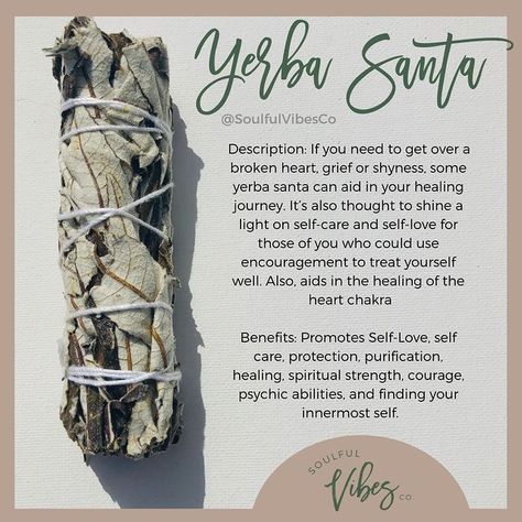 Spiritual Shop on Instagram: “For growth, empowerment, and healing, Yerba Santa is the one! Double tap to welcome in the vibes!⁠ -⁠ This herb is purifying and cleanses…” Yerba Santa Benefits, Types Of Sage For Smudging, Yerba Santa Smudge Benefits, Yerba Santa Smudge, Crystals Energy, Yerba Santa, Witch Herbs, Sage Smudging, Spiritual Cleansing