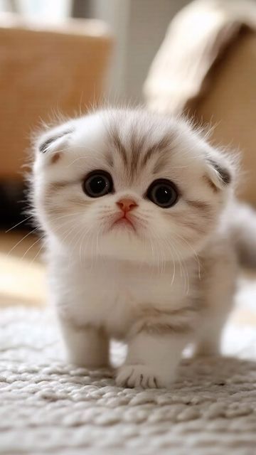 Cute Kittens Pictures, Cute Kittys, Munchkin Cats, Cute Fluffy Kittens, Nice Animals, Cutest Kittens Ever, Tiny Kittens, Munchkin Kitten, Teacup Cats