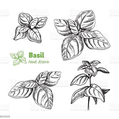 Forearm Cover Up Tattoos, Plant Sketches, Hand Drawn Leaves, Basil Plant, Just Ink, Botanical Tattoo, Hand Drawn Vector Illustrations, Leaf Drawing, Leaves Vector