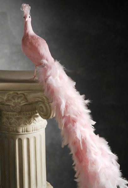 pink peacock 28 inch long simulation Lucky bird for room ... Feather Peacock, Pink Peacock, Peacock Bird, Pink Bird, Bird Tree, Pink Feathers, Tickled Pink, Exotic Birds, Pretty Birds