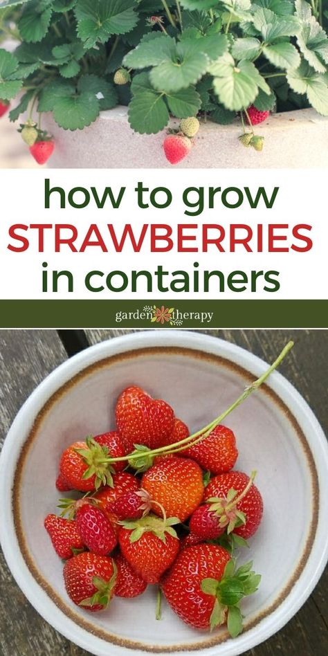 Strawberries in Containers Grow Strawberries In Containers, Growing Strawberries Vertically, Patio Container Garden, Strawberries Growing, Growing Strawberries In Containers, How To Grow Strawberries, Strawberries In Containers, Garden Ideas Vegetable, Grow Strawberries