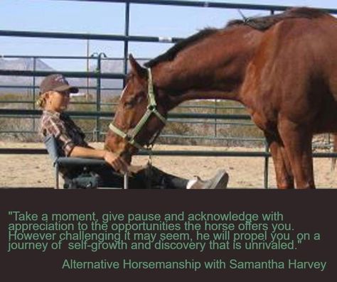 Alternative Horsemanship with Samantha Harvey Remote Horse Coach quote Horse Training Quotes, Horsemanship Quotes, Samantha Harvey, Barrel Racing Tips, Horse Behavior, Show Jumping Horses, Training Quotes, Equestrian Problems, Natural Horsemanship