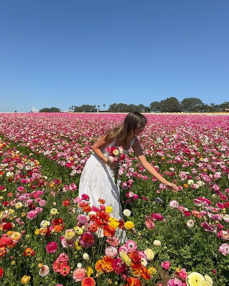 nothing like frolicking through the flower fields in a cute new spring outfit !!! 🌸🌷🌺 20ALI @princesspollyboutique #springoutfit #springtime #outfitinspiration #springoutfits #springoutfitideas #pinterest #pinterestinspired #pinterestgirl Flower Picks, Spring Inspo, Picking Flowers, Spring Pictures, Spring Mood, Nothing But Flowers, Spring Photos, Flower Therapy, Spring Aesthetic