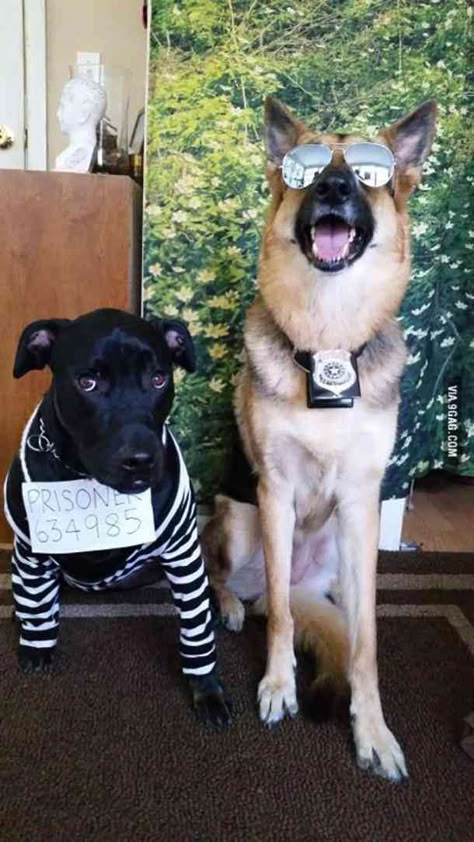 Dogs Costumes, Cute Dog Halloween Costumes, Best Dog Halloween Costumes, Cat Costume Diy, Cute Dog Costumes, Meme Costume, Chat Diy, Diy Dog Costumes, Cat Halloween Costume