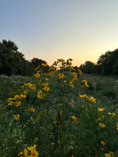 Yellow flowers at dusk | late summer vibes Late Summer Vibes, Summer Widgets, Last Day Of Summer, Late Summer, Yellow Flowers, Summer Vibes, Yard, Yellow, Quotes