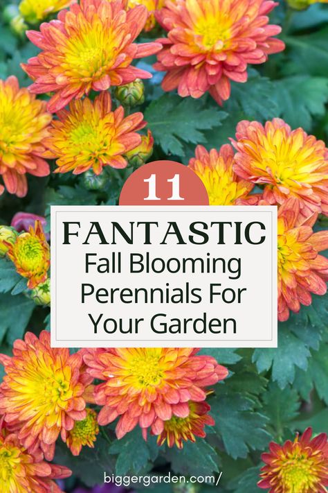 Discover the secret to a vibrant autumn garden with our guide to 11 stunning fall-blooming perennials. From fiery reds to golden hues, these resilient plants will elevate your outdoor space into an enchanting seasonal wonderland. Click to uncover the full list and follow us for more inspiring gardening ideas! Autumn Blooming Flowers, Perennial Bulbs To Plant In Fall, Fall Flowering Perennials, Fall Blooming Plants, Perennials To Plant In The Fall, Fall Planting Perennials Zone 5, Easiest Perennials To Grow, Fall Perinneals, Late Summer Blooming Perennials