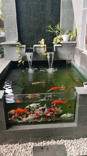 House Fish Pond, Koi Fish Pond Inside House, Raised Koi Pond Ideas, Koi Fish Tank Indoor, Pond Inside House, Small Koi Pond Ideas, Fishpond Ideas, Fish Pond Ideas, Pond Design Ideas