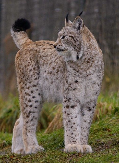 European Lynx ~ Explore | Its of course a captive one sadly,… | Flickr Exotic Cats, Pretty Animals, Majestic Animals, Animal References, Cheetahs, Here Kitty Kitty, Racoon, Big Cat, Leopards