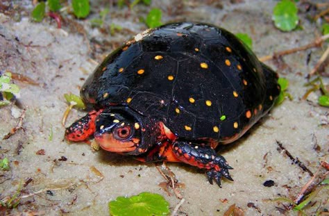 Land Turtle, Spotted Turtle, Land Turtles, Turtle Time, Ceramic Frogs, Tortoise Turtle, Turtle Love, Cute Turtles, Appalachian Mountains