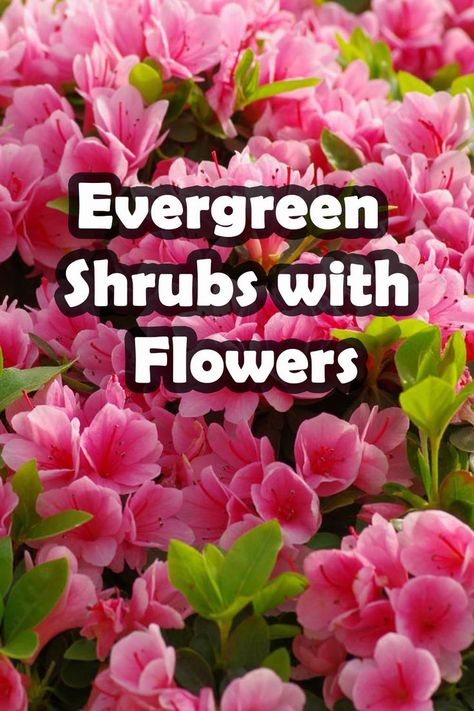 Discover the enchanting beauty of 15 flowering evergreen shrubs that will add year-round color to your garden. Our comprehensive article reveals the most stunning, low-maintenance shrubs that bloom in a wide range of colors and sizes. Create an outdoor oasis with these plants that also provide privacy, shade, and fragrance. From camellias to azaleas, you'll find the perfect shrub for your landscape. Don't miss the opportunity to transform your garden into a stunning paradise! Colorful Shrubs For Landscaping, Low Flowering Shrubs, English Garden Shrubs, Evergreen Shade Plants, Evergreen Plants For Landscaping, Low Shrubs For Landscaping, Flowering Shrubs In Front Of House, Oleander Landscaping, Bushes In Front Of House Low Maintenance