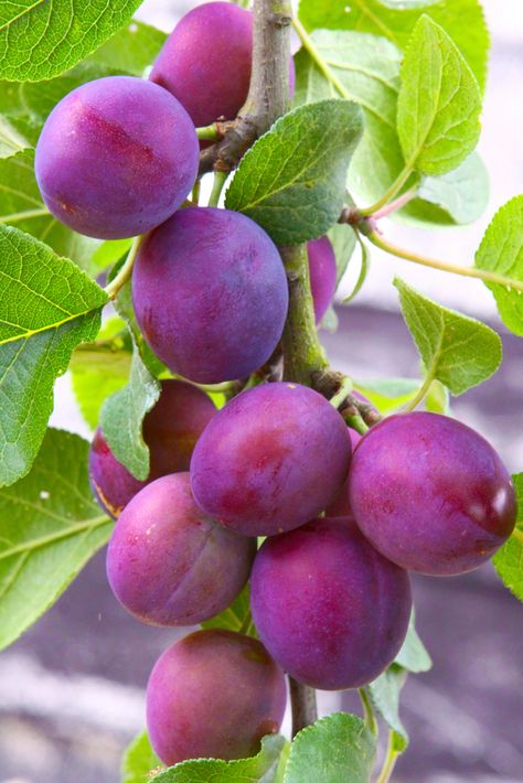 Plums Archives - Ison's Nursery & Vineyard Plum Varieties, Prune Fruit, Plum Trees, Vegetable Pictures, Plum Fruit, Fruit Picture, Planting Shrubs, Plum Tree, Fruit Photography