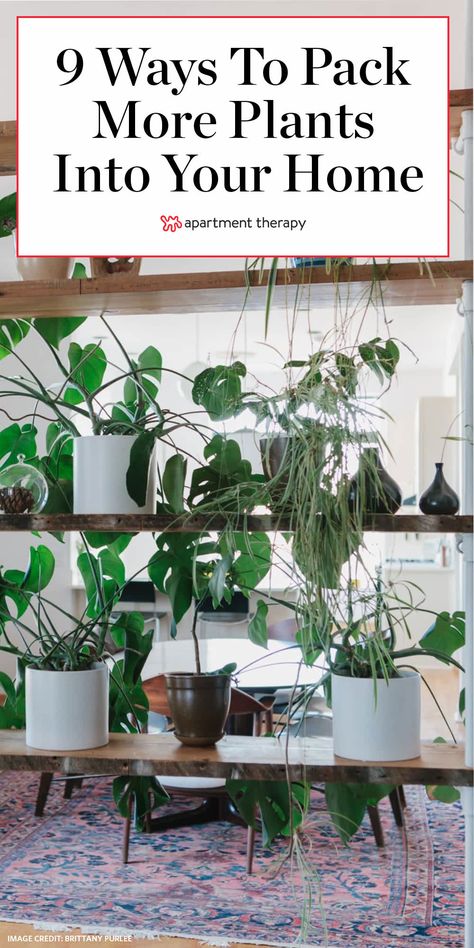 9 Space-Saving Ways to Pack More Plants into Your Home Plant Set Up Indoor Apartment, Indoor Plants Shelves, Plant Decor Small Apartment, Plants Bedroom Wall, Home Plant Organization, Apartment Plant Organization, Houseplant Storage Ideas, Plants For Apartments Small Spaces, Big Plants Small Apartment