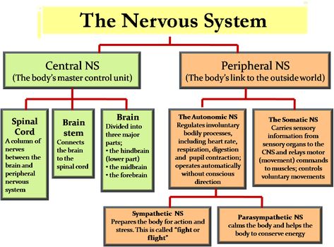 Homeschool Structure, Nervous System Diagram, Nervous System Anatomy, Science Homeschool, Sistem Saraf, Peripheral Nervous System, Psychology Notes, All In My Head, Medical Student Study