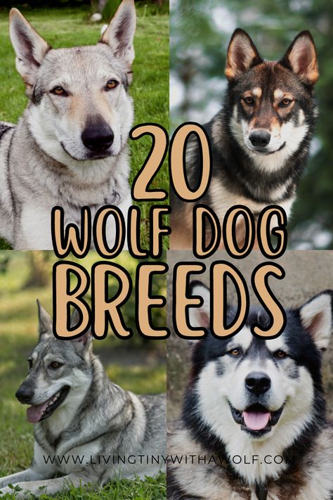 Wolf Breed Dogs, Pet Wolf Dog, Wolf Like Dogs, Low Content Wolfdog, Dogs That Look Like Wolves, Types Of Shepherd Dogs, Dalmatian Mix Breeds, Czech Wolfdog, Wolf Breeds