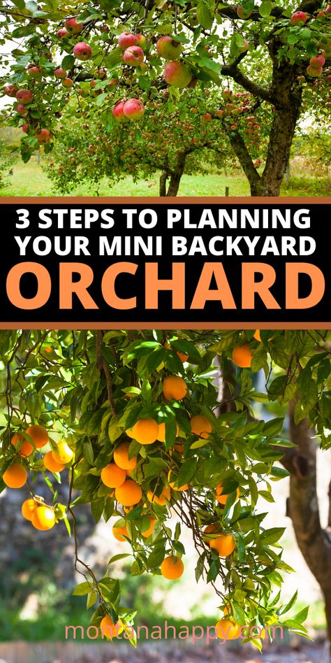 Homesteading Garden, Mini Backyard, Backyard Orchard, Orchard Design, Orchard Garden, Homestead Gardens, Food Garden, Olive Garden, Fruit Garden