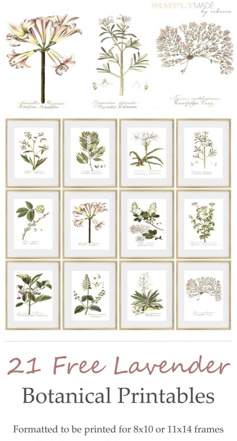 Cricut Botanical Art, Free Herb Printables Botanical Prints, Kitchen Artwork Ideas Farmhouse, Botanical Illustration Vintage Free Printables, Floral Printables Free, Free Printable Botanical Wall Art, Botanical Prints Free Printable Art, Printable Wall Art Bedroom Free Prints, Free Flower Printables