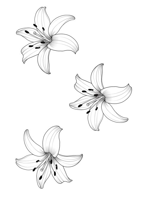 Water Lily Tattoo Stencil, Fire Lily Drawing, Lily Flower Stencil, Tigerlily Drawing, Lilly Line Drawing, Lilly Tattoos For Women, Lily Tattoo Drawing, Lilly Tattoo Stencil, Lily Tattoo For Men