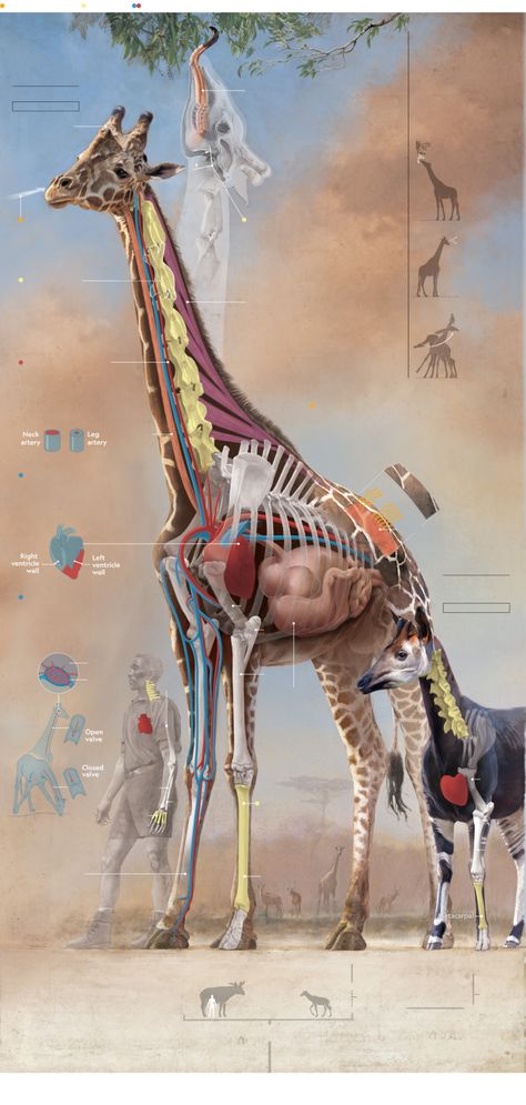 Giraffe's unique anatomy sets it apart in the animal kingdom Giraffe Anatomy, Animal Evolution, Studera Motivation, Wildlife Biologist, Vet Medicine, Giraffe Painting, Animal Skeletons, Animal Anatomy, Animal Study