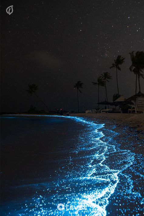 Immerse in the magical glow of bioluminescent beaches and bays worldwide🌍. From the Maldives to Japan, the ethereal light of these radiant organisms will create an unforgettable night🌌.This guide can leap you right there!💫 Ready for an adventure? Find your awe-inspiring destination now👣. #Bioluminescence #MagicalBeaches #WorldTravel #NightSpectacle #NatureWonders Things To Do On Holiday, My Vibe Aesthetic, Glow Beach, Glowing Beach, Nature Lighting, Glowing Water, Magic Ocean, Magical Beach, Lights In The Sky